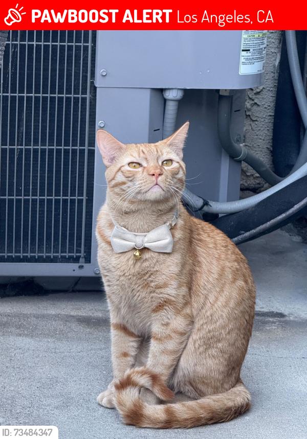 Lost Male Cat last seen Centre & 5th, Los Angeles, CA 90731