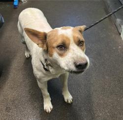 Shelter Stray Male Dog last seen RIMMER AVE & NORTHGATE BLVD, 2127 Front St, Sacramento, CA 95818, USA