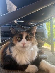 Reunited Female Cat last seen Marlene Drive and Mesa Drive, Euless, TX 76040