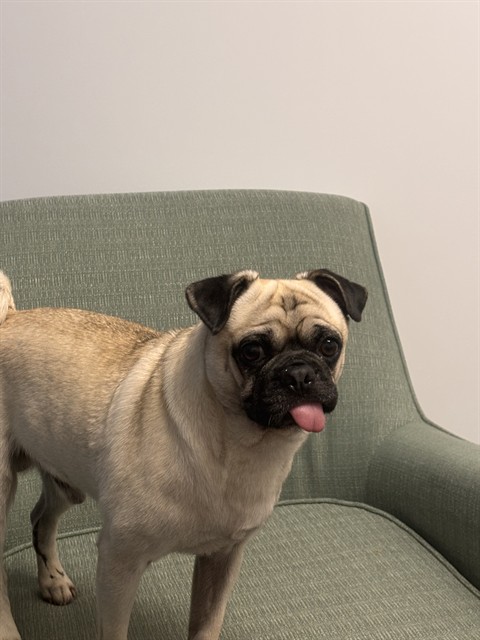 Shelter Stray Male Dog last seen Near BLK LAKEVIEW DR, LB 90806, 7700 E Spring St, Long Beach, CA 90815, USA