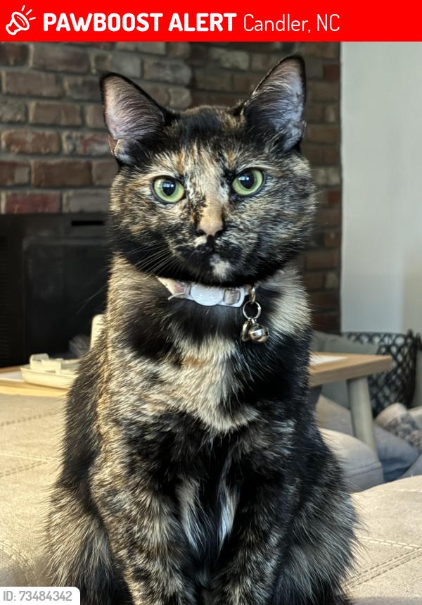 Lost Female Cat last seen Justice ridge road, Candler, NC 28715