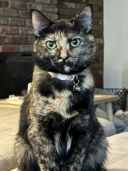 Lost Female Cat last seen Justice ridge road, Candler, NC 28715