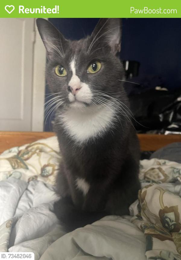 Reunited Male Cat last seen Marsalis Ave, Dallas, TX 75203