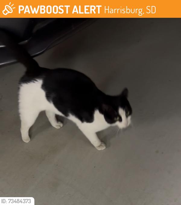 Found/Stray Unknown Cat last seen N. Perry and HIllside st in Harrisburg, sd, Harrisburg, SD 57032