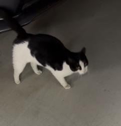 Found/Stray Unknown Cat last seen N. Perry and HIllside st in Harrisburg, sd, Harrisburg, SD 57032