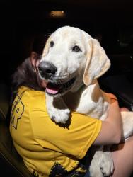 Found/Stray Male Dog last seen 13th & Ridge Rd., Delano Township, KS 67212