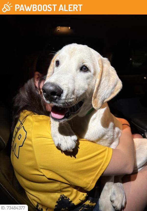 Found/Stray Male Dog last seen 13th & Ridge Rd., Delano Township, KS 67212
