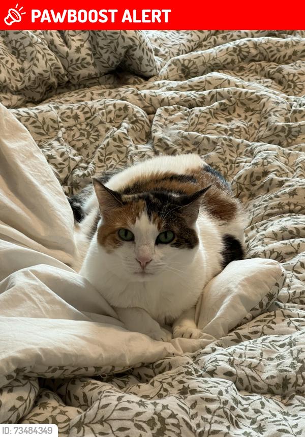Lost Female Cat last seen Spring Water Lane and Spring Water Place, Highlands Ranch, CO 80129