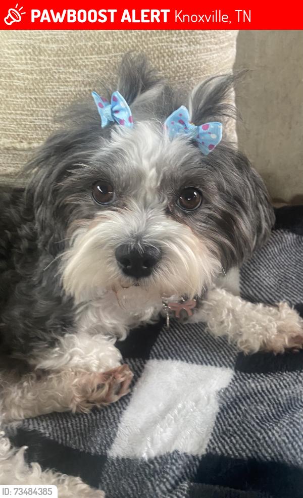 Lost Female Dog last seen 10/8/26, Knoxville, TN 37920