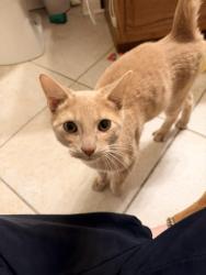 Found/Stray Male Cat last seen Easy st & Mclean, Elgin, IL 60123