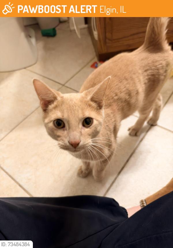 Found/Stray Male Cat last seen Easy st & Mclean, Elgin, IL 60123
