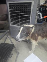 Reunited Unknown Dog last seen North Tarrant/ Bursey Ranch, Keller, TX 76248