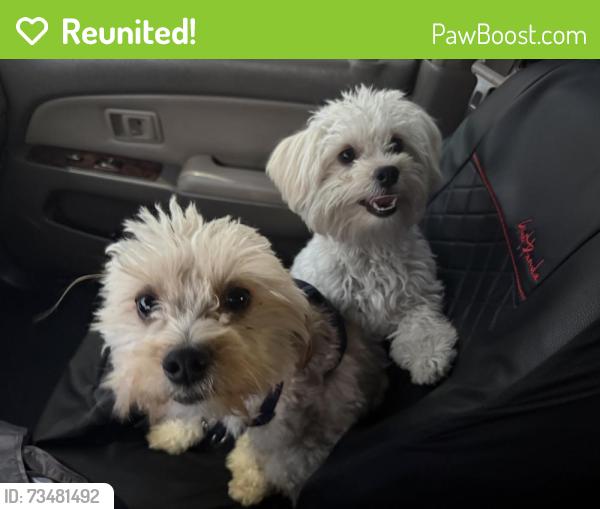 Reunited Male Dog last seen Conway and Denette, North Las Vegas, NV 89031