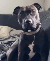 Lost Female Dog last seen Milligantown Road, Route 780, Maple Drive, Schafer Drive, Baxter Drive, New Kensington, PA 15068