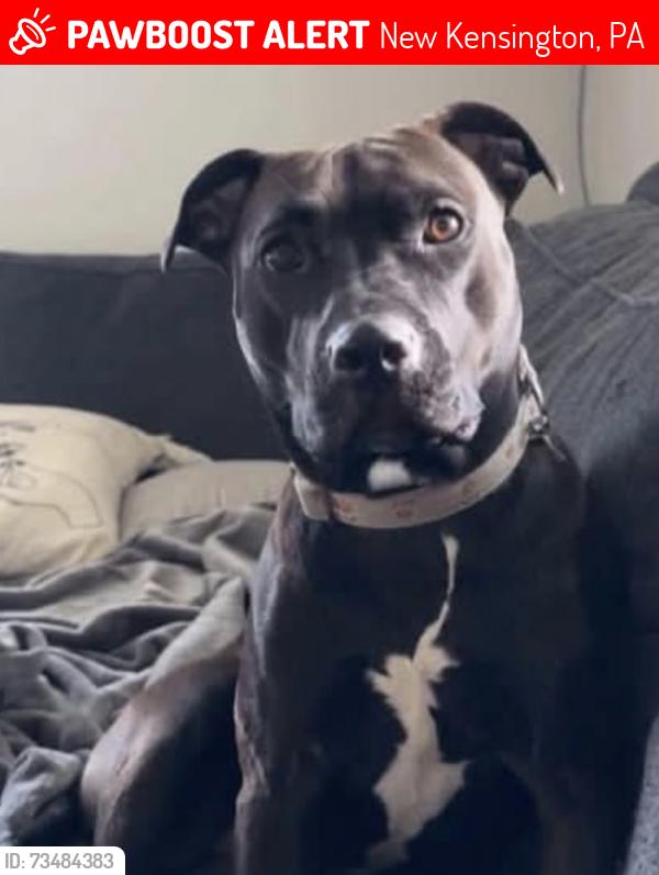 Lost Female Dog last seen Milligantown Road, Route 780, Maple Drive, Schafer Drive, Baxter Drive, New Kensington, PA 15068