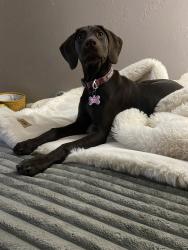 Reunited Female Dog last seen Near Caroline Ave, Fort Lupton, CO 80621, USA, Fort Lupton, CO 80621