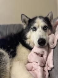 Reunited Female Dog last seen Magnolia Ave and Payne Ave, Saint Paul, MN 55130