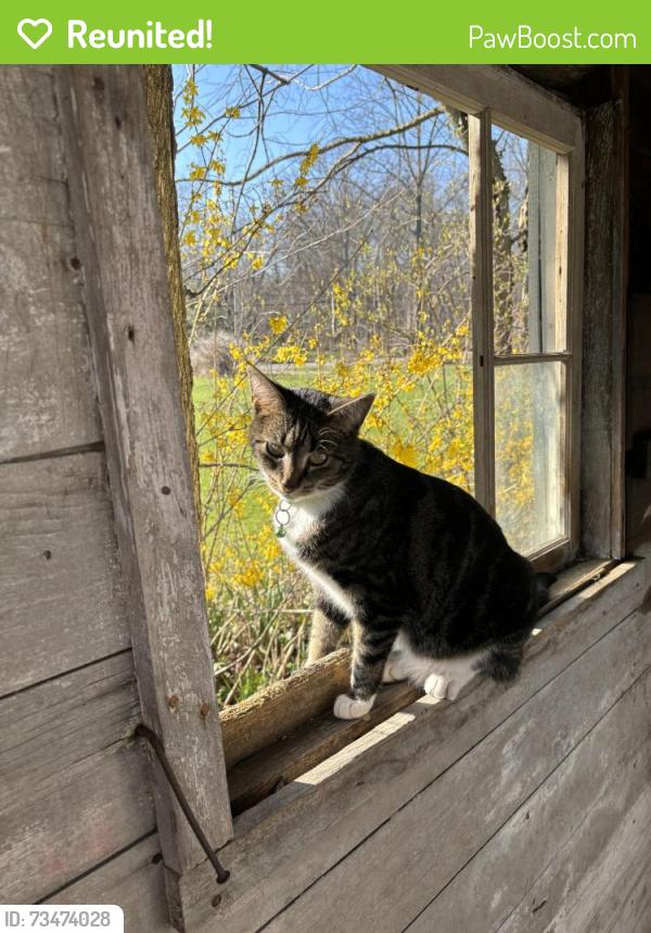 Reunited Female Cat last seen Jaquay and Osborne, Columbia Station, OH 44028