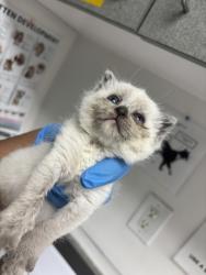 Shelter Stray Female Cat last seen west oakland, Oakland, CA, 1101 29th Ave, Oakland, CA 94601, USA