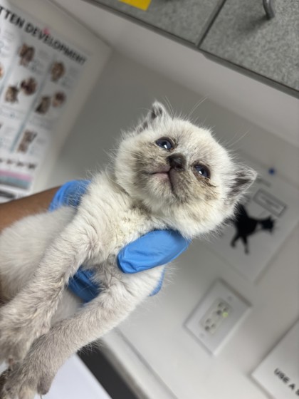 Shelter Stray Female Cat last seen west oakland, Oakland, CA, 1101 29th Ave, Oakland, CA 94601, USA