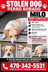 Lost Male Dog last seen New hipe rd and papel mill rd, Lawrenceville, GA 30046