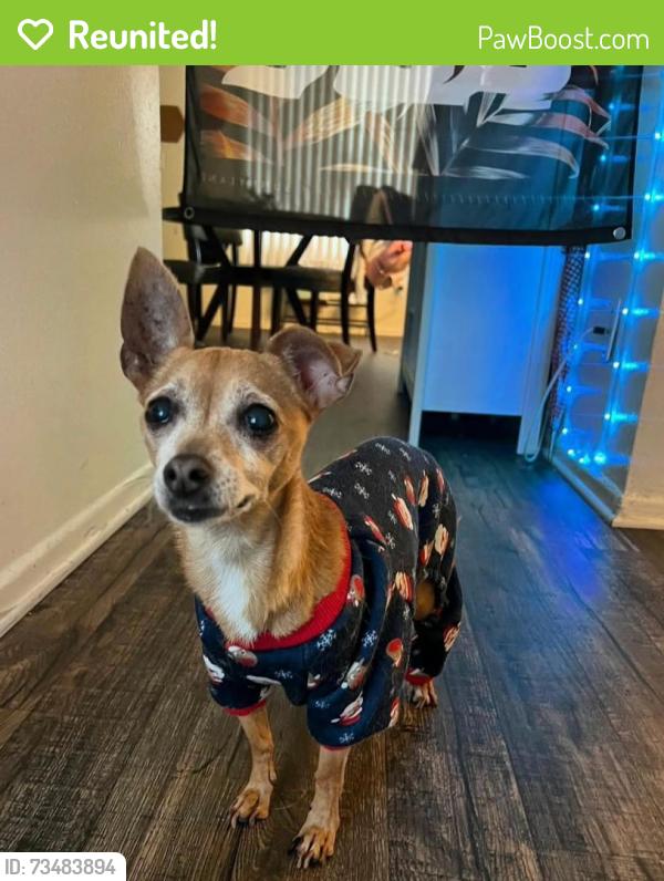 Reunited Female Dog last seen North Tustin Ave, Santa Ana, CA 92705