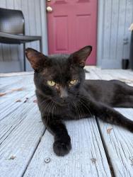 Found/Stray Male Cat last seen Torbay drive and Landau Road, Fayetteville, NC 28311