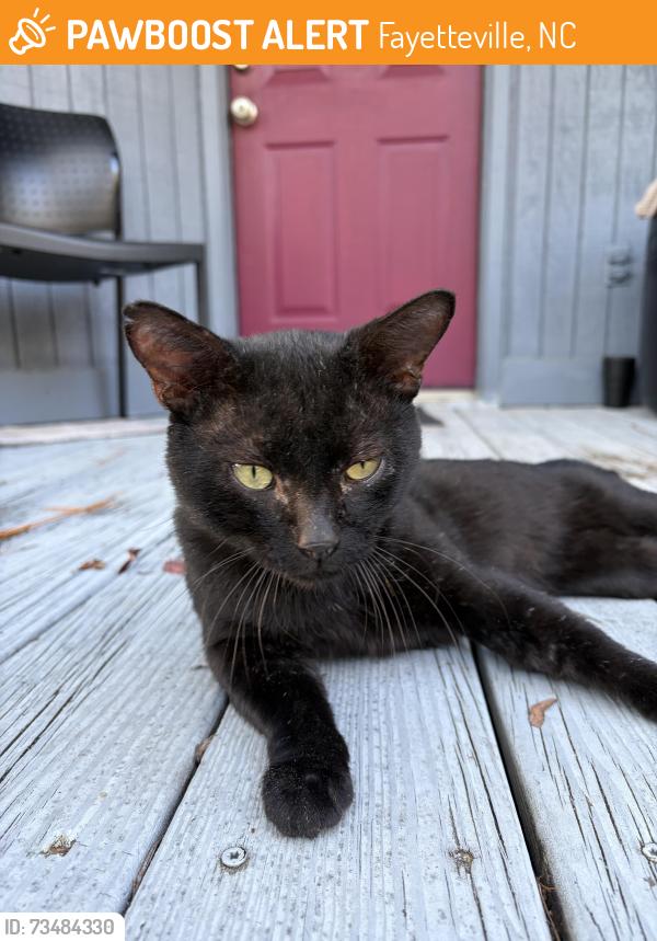 Found/Stray Male Cat last seen Torbay drive and Landau Road, Fayetteville, NC 28311