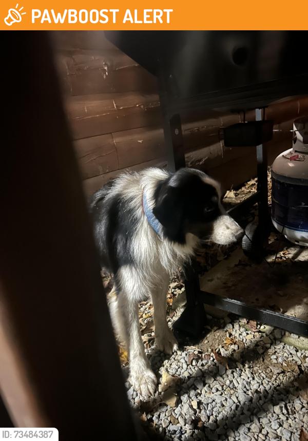 Found/Stray Unknown Dog last seen Cupp Rd and Big Pine Rd, South Bloomingville, OH 43152