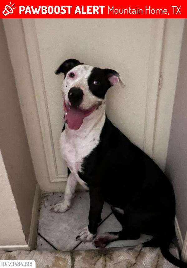 Lost Female Dog last seen FM 479, Mountain Home, TX 78058
