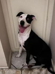 Lost Female Dog last seen FM 479, Mountain Home, TX 78058