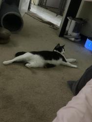 Reunited Female Cat last seen Valley Ridge Blvd, Lewisville, TX 75077
