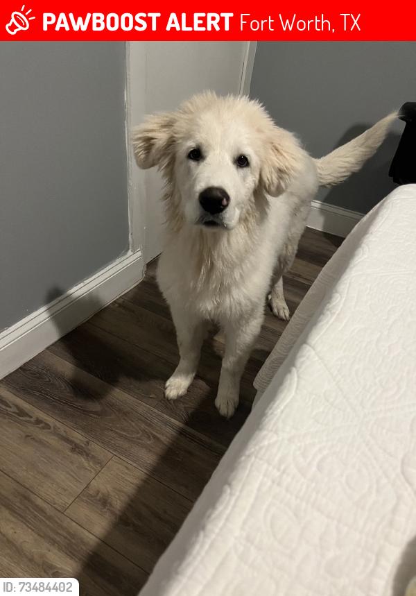 Lost Male Dog last seen Castleman and reed st, Fort Worth, TX 76119