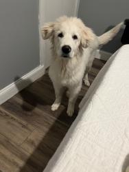 Lost Male Dog last seen Castleman and reed st, Fort Worth, TX 76119