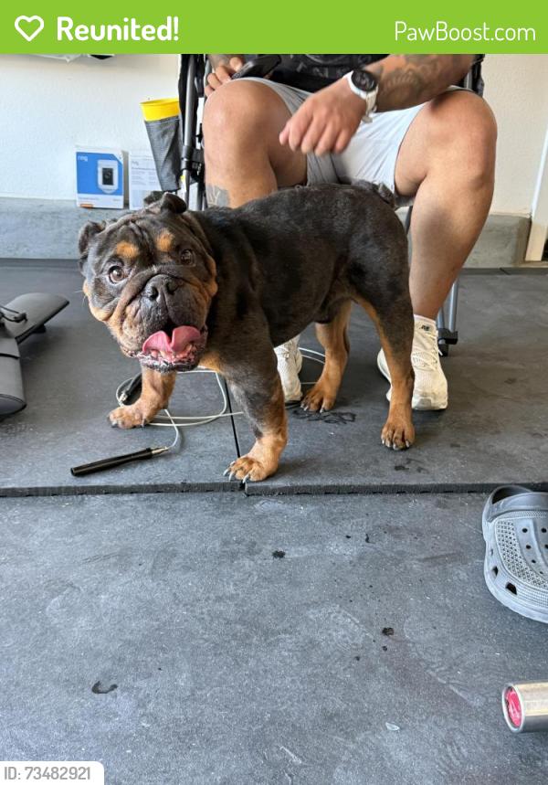 Reunited Male Dog last seen River Ranch / Havasu Way, Rialto, CA 92377