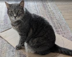 Reunited Male Cat last seen Glenmar Ave and Stillwater Ave, Mahtomedi, MN 55115