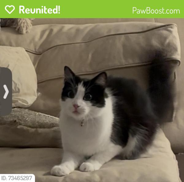 Reunited Male Cat last seen Near Keats St, San Diego, CA 92106, USA, San Diego, CA 92106