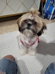 Lost Female Dog last seen Mexico & chambers, Aurora, CO 80017
