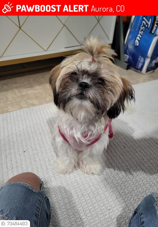 Lost Female Dog last seen Mexico & chambers, Aurora, CO 80017