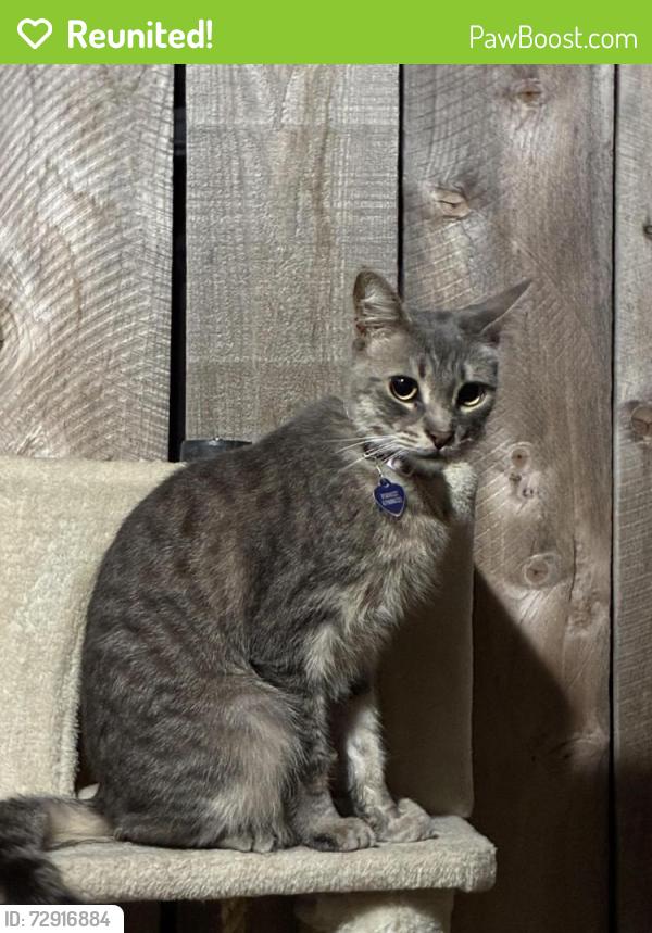 Reunited Male Cat last seen Near Keats St, San Diego, CA 92106, USA, San Diego, CA 92106