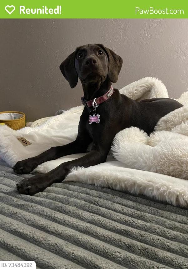 Reunited Female Dog last seen Near Caroline Ave, Fort Lupton, CO 80621, USA, Fort Lupton, CO 80621
