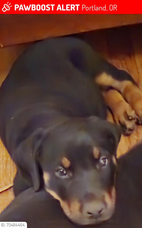 Lost Female Dog last seen SE Raymond Street (Neighborhood), Portland, OR 97236