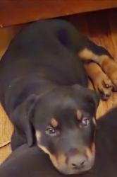 Lost Female Dog last seen SE Raymond Street (Neighborhood), Portland, OR 97236