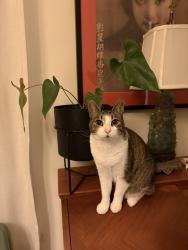 Reunited Female Cat last seen Collingwood, San Francisco, CA 94114