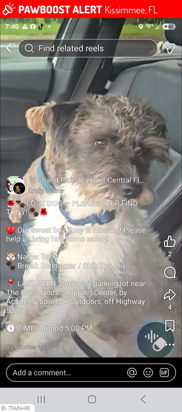 Lost Male Dog last seen Osceola Parkway and OBT, PetSmart, Kissimmee, FL 34741