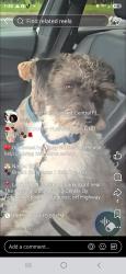 Lost Male Dog last seen Osceola Parkway and OBT, PetSmart, Kissimmee, FL 34741