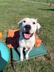 Shelter Stray Male Dog last seen DUSON, LA, 70529, 410 Dugas Rd, Lafayette, LA 70507, USA