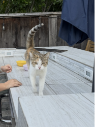 Found/Stray Unknown Cat last seen Beethoven Lane, Los Gatos, CA 95032