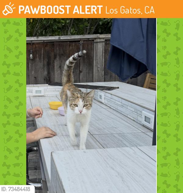 Found/Stray Unknown Cat last seen Beethoven Lane, Los Gatos, CA 95032