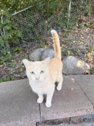Found/Stray Female Cat last seen Near County Hwy 36, St Paul, MN 55106, Saint Paul, MN 55106